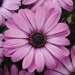 オステオスペルマム：アキラ ラベンダーシェード3.5号ポット 2株セット