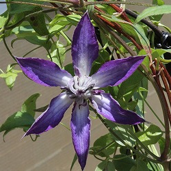 クレマチス：アストラノバ4号ロングポット（ビチセラ系）