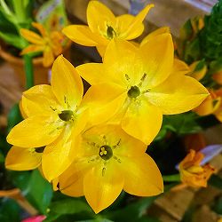 オーニソガラム：イエロー4号鉢植え