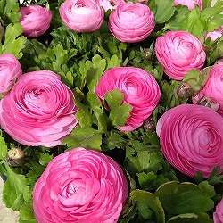 ラナンキュラス：ワンダーランドiQ：ピンク3.5号ポット 4株セット