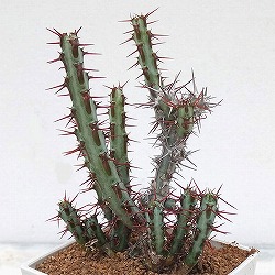 ユーフォルビア：アエルギノーサ　3号鉢植え