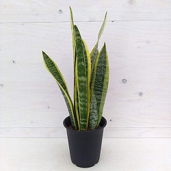 サンセベリア（サンスベリア） ローレンティ 　5号鉢植え