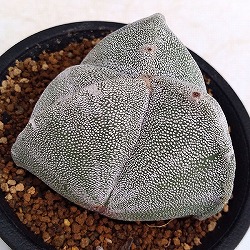 サボテン：三角鸞鳳玉（さんかくらんぽうぎょく）2.5号