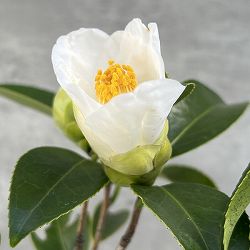 椿（ツバキ）：一休（いっきゅう）3号ポット