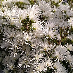 オージースノーブッシュ 4.5号鉢入り