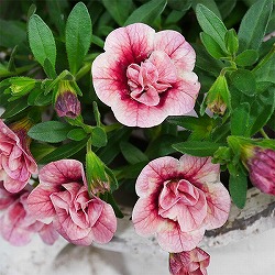 カリブラコア：キューピッドピンク3.5号ポット 6株セット