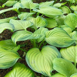 ギボウシ（ホスタ）：ガカモーレ3.5号ポット