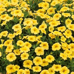 カリブラコア：ふわリッチ(R)イエロー3号ポット6株セット(PVP)