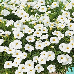 カリブラコア：ふわリッチ(R)ホワイト3号ポット6株セット(PVP)