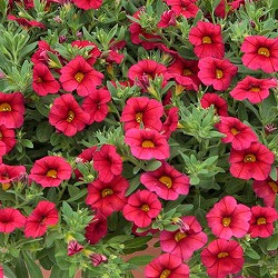 カリブラコア：ふわリッチ(R)レッド3号ポット 6株セット(PVP)