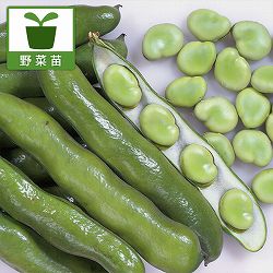 そらまめ・駒栄（こまさかえ）ソラマメの苗3号ポット苗 2株セット