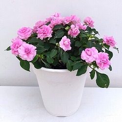 フィエスタ　グランデ：ピンク8号鉢