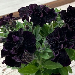 ペチュニア：魔界（まかい）3.5号ポット 3株セット