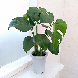 モンステラ：デリシオサ　6号鉢植え