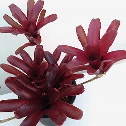 ネオレゲリア：リオ・オブ・リオ 5号鉢植え