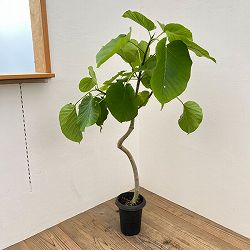 フィカス・ウンベラータ曲がり 6号鉢植え