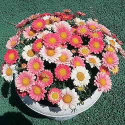 マーガレット：スマッシュ　アプリコットピンク3～3.5号ポット 6株セット