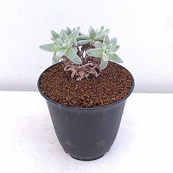 ダドレア：グリーニー　3号鉢植え