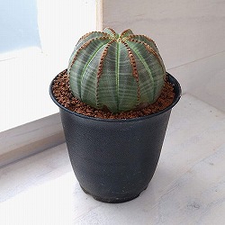 ユーフォルビア：オベサ　3号鉢植え