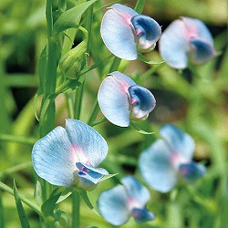 スイートピー：アズレウス3.5号ポット