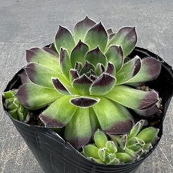 センペルビウム：ラズベリーアイス　3号ポット