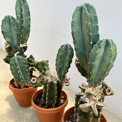 サボテン：ハシラサボテン（ブランチ）　6号鉢植え