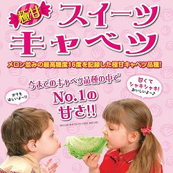 極甘！スイーツキャベツ3号ポット 2株セットy