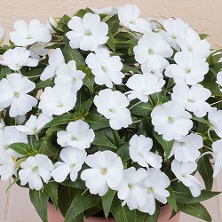 [送料無料][26年4月上旬予約]インパチェンス：サンパティオ(R)ホワイト3.5号ポット 20株セット