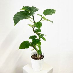 フィカス：ウンベラータ（曲げ仕立て）　5号鉢植え*