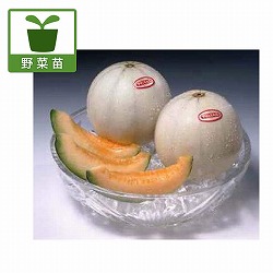 [26年4月下旬予約]メロン：プリンスメロン自根苗3.5号ポット 12株セット