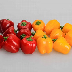 [26年4月下旬予約]鈴なりパプリカ：りんりん・らんらん自根苗3号2種12株セット