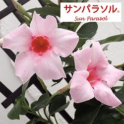 マンデビラ：サンパラソル ミルキーピンク5号鉢植え