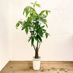 パキラ：グラブラ（実生株）　7号鉢植え*
