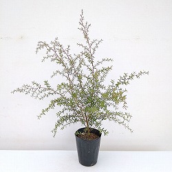 ティーツリー：マヌカ（白～薄桃一重花）4号ポット