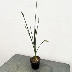 ストレリチア：ユンケア（根上仕立て） 5号ポット（ノンリーフ）