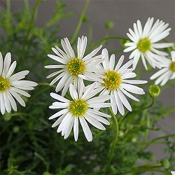 ブラキカム：ホワイティー3.5号ポット