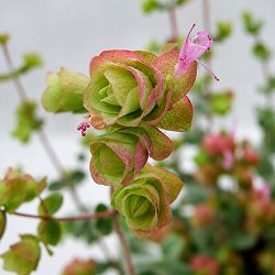 花オレガノ：ディクタムナス3号ポット 2株セット
