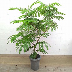 （わけあり特価）エバーフレッシュ　6号鉢植え