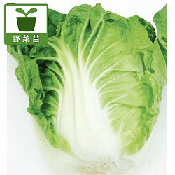 しゃぶしゃぶ白菜  味速（あじはや）苗3号ポット 2株セットy