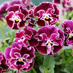 MSKガーデン小輪フリンジビオラ：アールヌーボークリスマスキャロル3号ポット 3株セット