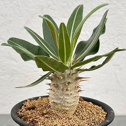 パキポディウム：カクチぺス（実生株）　3号鉢植え*