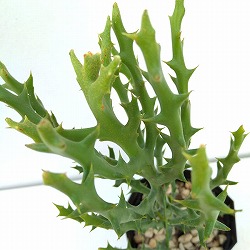 ユーフォルビア：ステノクラータ　4号鉢植え
