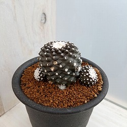 サボテン：コピアポア・テヌイシマ　3号鉢植え