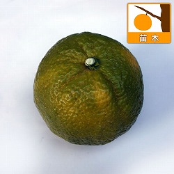 ジャバラ（邪払）7号ポット