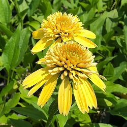 エキナセア（八重咲き）：エキセントリックイエロー3.5-4号ポット