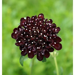 スカビオサ：エースオブスペード3.5号ポット*