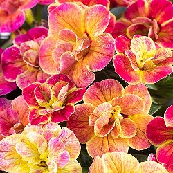 カリブラコア：カメレオン　ダブルデザートローズ3.5号ポット 12株セット