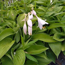 ギボウシ：ミスタービッグ5号ポット