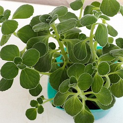 [26年5月中下旬予約]アロマティカス2.5号ポット