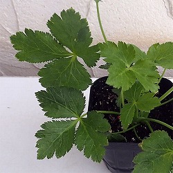 みつば（三つ葉）3-3.5号 2ポットセット